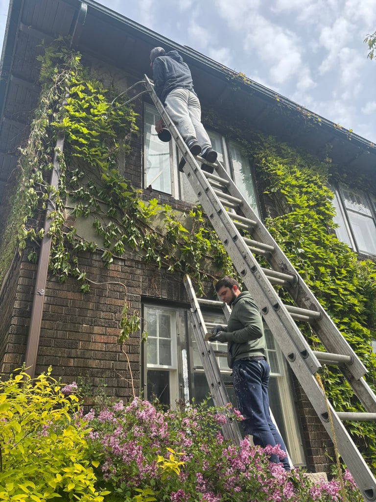 Two workers on a ladder cleaning ivy and vegetation from a brick building covered in climbing plants, with pink flowers in the foreground